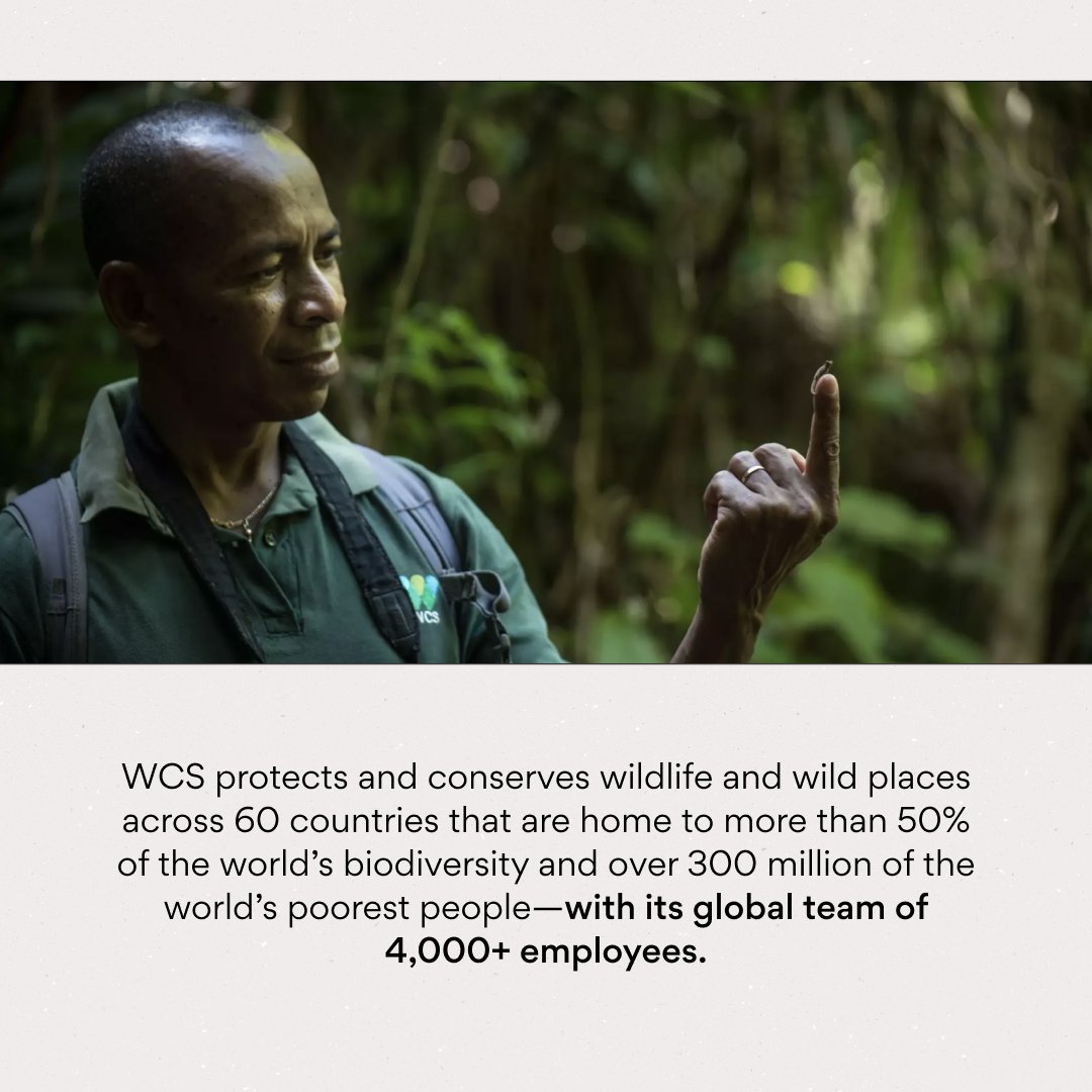 asana's tweet photo. Happy World Wildlife Day! 🐨

We're spotlighting @TheWCS  who saves and celebrates the world's wild places🌲

#withAsana, the WCS is able to execute on their challenging yet vital mission and grow their teams to scale their organization.

Learn more: https://t.co/FSbNvFKSks https://t.co/fCgntOQpJF