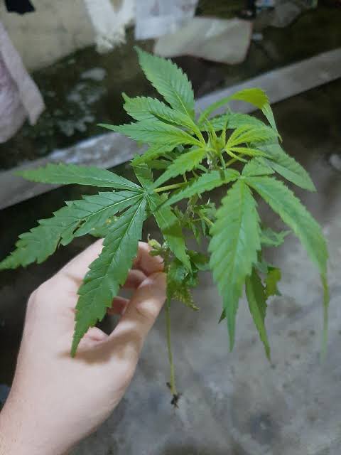 🚨BRASIL: Morador do Distrito Federal consegue autorização de plantio e uso de maconha para tratar ansiedade e insônia.