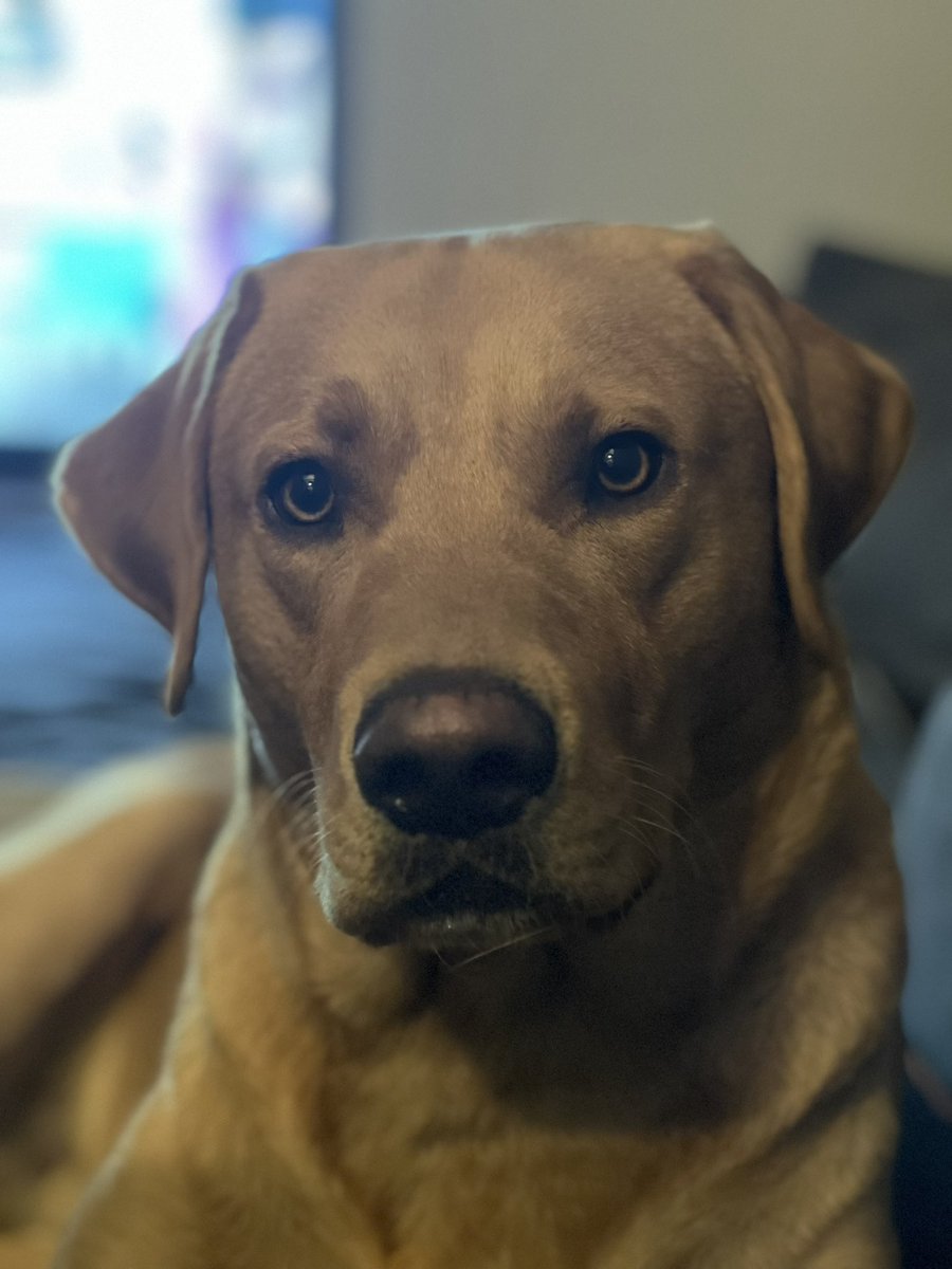 My handsome boy Elvis ! #dogsoftwitter