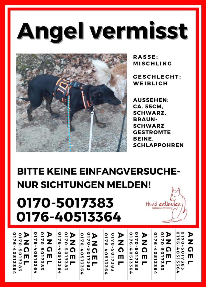 Babsi58089's tweet photo. #Hund #Angel gesucht ❗️#vermisst #entlaufen
#Lenningen #Oberlenningen #Owen
#Dettingen u. #Teck
#Kirchheim u. Teck #Schlierbach
#Weilheim an der Teck
#Neidlingen
#Gruibingen
#Wiesensteig
#Schopfloch
#Gutenberg
#Hohenstadt
#Laichingen
#Westerheim
#Donnstetten
#Römerstein https://t.co/dCrqrXCC4z