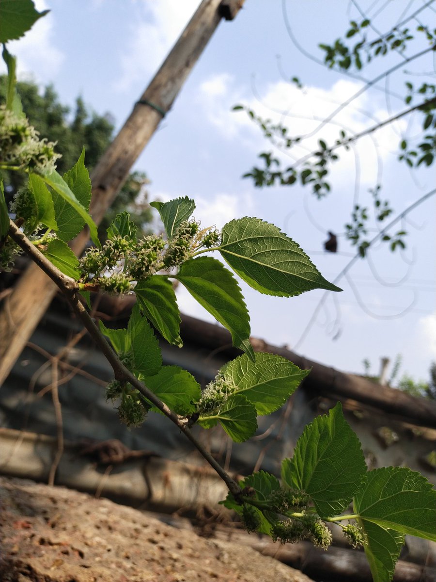 Smruti_Dream's tweet photo. କିଏ କିଏ ଏହି କୋଳିକୁ ଖାଇଛନ୍ତି ? #lostberries #berries https://t.co/1siF4cPqt8