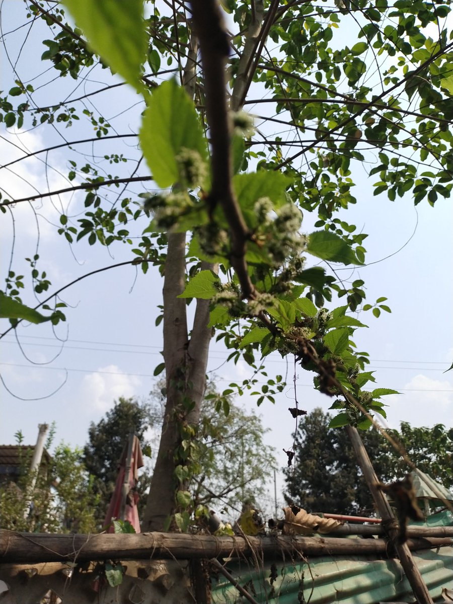 Smruti_Dream's tweet photo. କିଏ କିଏ ଏହି କୋଳିକୁ ଖାଇଛନ୍ତି ? #lostberries #berries https://t.co/1siF4cPqt8