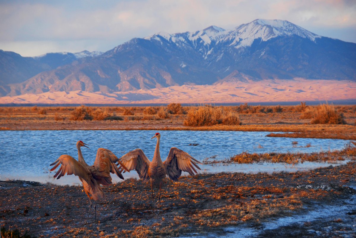 Interior's tweet photo. Love is in the air! Sandhill cranes mate for life and renew their bonds each spring through dancing, bowing, chortling and throwing tufts of grass in the air.  💕 

Photo by Patrick Myers / NPS https://t.co/MEdGWANtzA