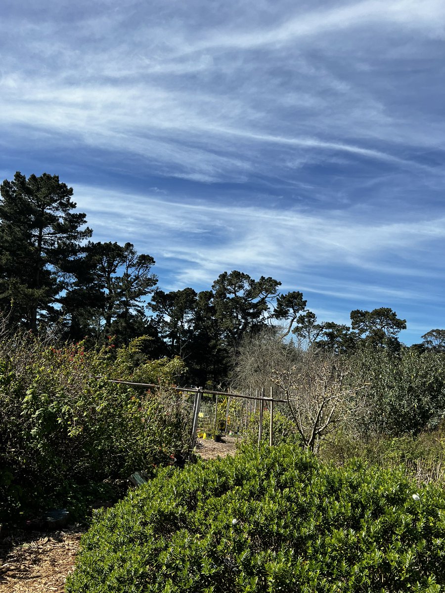 joelriddell's tweet photo. Had a walking meeting today @SFBGS &amp; we explored the Children’s Garden - w raptors in the air, fragrant herbs on the ground - now I am day dreaming about summer stone fruit &amp; veggies from the kitchen garden - Happy in #goldengatepark #SFBGS https://t.co/Wx86xqAC8R