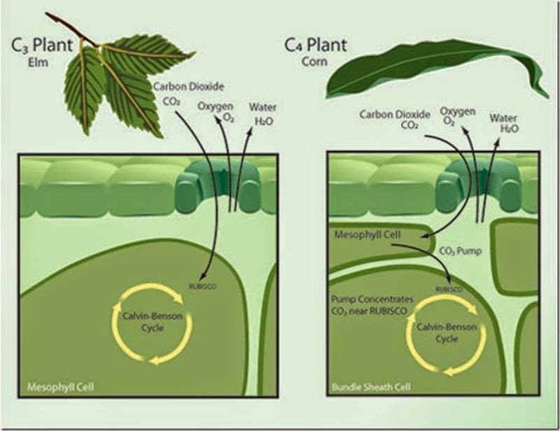 There are different types of photosynthesis! C3 photosynthesis is used by most plants in conditions that are favorable for water while C4 photosynthesis is used by some plants in dryer conditions. 
#CELLebrate2023 
ripe.illinois.edu/blog/differenc…