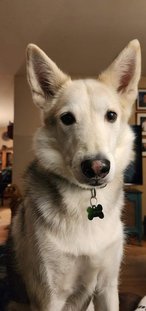 Happy Dog tweet media