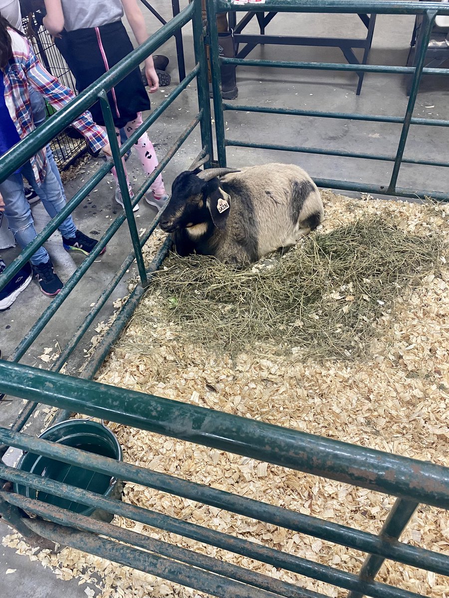 Happy FFA week! 💙💛 Flandreau High School ag students hosted a petting zoo for our younger kiddos! Plus free popcorn that I did not document. Not a bad first day for my level III to begin. #dresslikeafarmerday <a href="/DSUteach/">DSU College of ED</a>