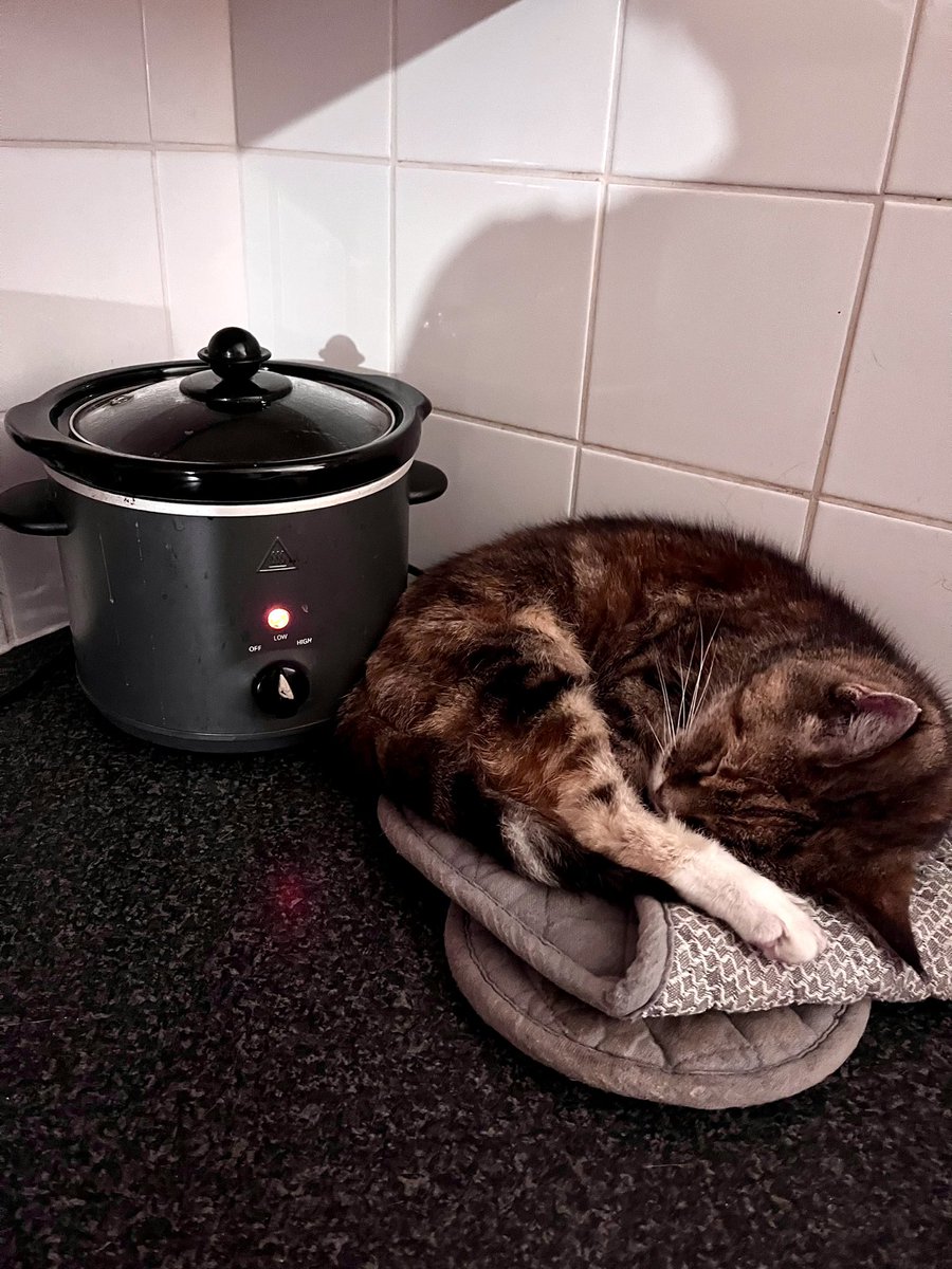 Chez39art's tweet photo. Come home to find my cat candy guarding the ham in the slow cooker 😂😂 #catswithjobs #keepingwarm #funnycats https://t.co/r5kdpF636l