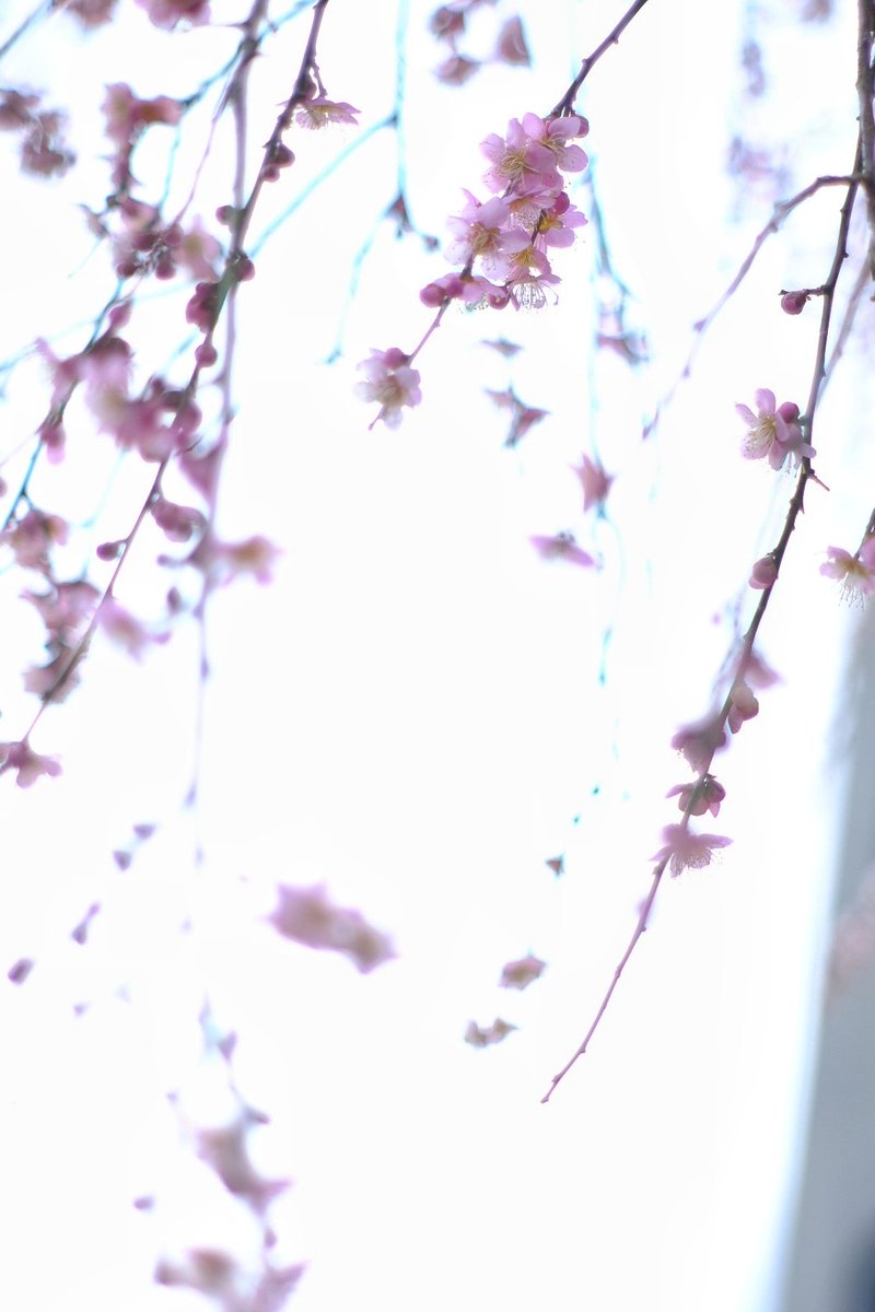 tsuna_karistyle's tweet photo. 【再】
今までとは違う選択をする
そうしたいと
思っていたことに
気づいたら
私が自分の願を叶える

#枝垂れ桜　だと思う　#オールドレンズ倶楽部 #オールドレンズ #oldlens #xt30 #fujifilm_xseries #supertakumar #tsunagiya #自然光　
#ふぉと #オールドレンズ好きな人と繋がりたい #ご近所 https://t.co/r4XrFeW9x5