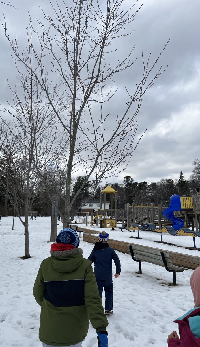 Kenollie Quest Club.
Today KQC members adopted trees of interest in our schoolyard. We have started the identification process. Our goal is to have tree nameplates for all in our community to enjoy. Afterwards we went for a neighbourhood walk. #ConnectingWithNature ♥️🌳