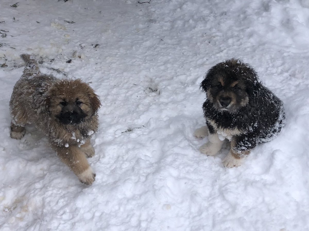 HealingHealthh's tweet photo. Oooh the audacity of these puppies. Don’t you look at me in that tone of cuteness! https://t.co/FQhYmMgVMe