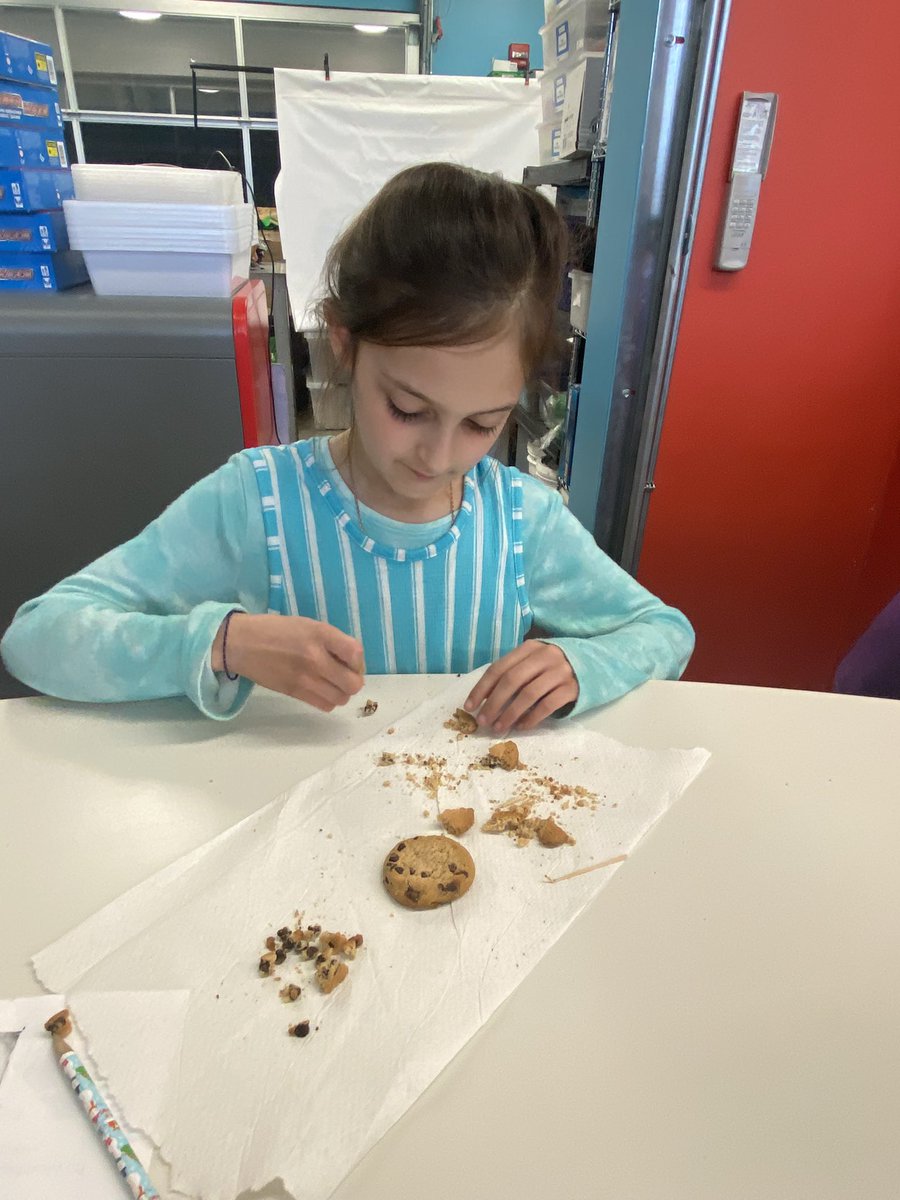 sj_beam's tweet image. End of fossil unit fossil dig.responsible mining.shape dinos.rock exploration.#thirdgradescience @WCS_Lincoln @WCS_District