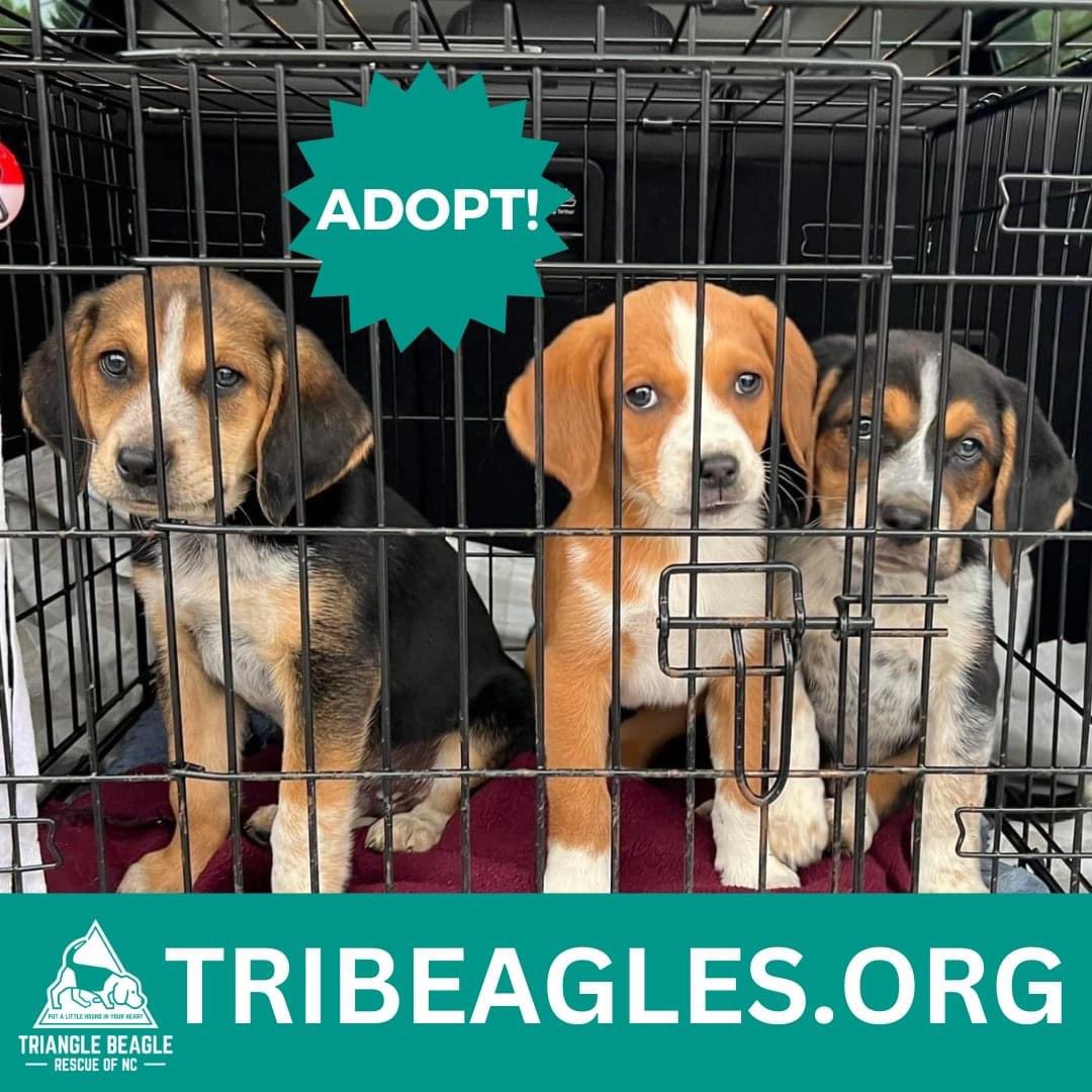 We have 80+ foster dogs looking for loving homes, please help us network our adoptable beagles: tribeagles.org/fosters #beagle #AdoptDontShop #RescueDog