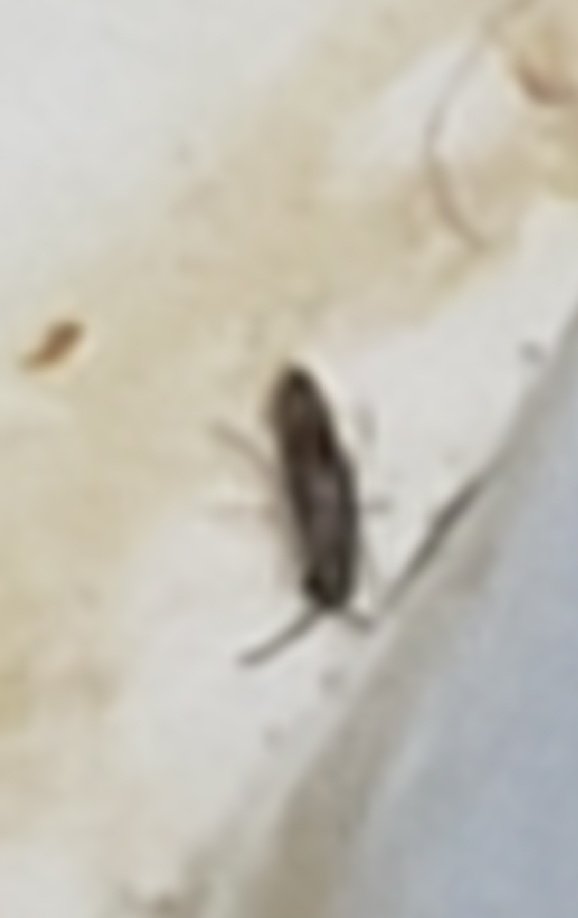 Lucho32949802's tweet photo. Ayuda por favor! Tengo invasion de estos insectos en mi pileta. Alguien sabe que son? Son super pequeños y pican, nos invadieron el cuerpo, deben medir menos de 1mm de largo. #insects #piscina #Agua #verano #picazon https://t.co/7YLNwNHrwk