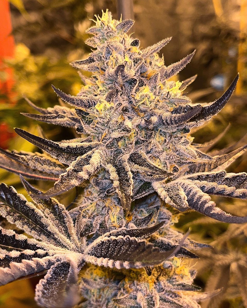 PNW_Pops's tweet photo. @Mmemberville_ @PNW_Pops https://t.co/W4lqWHyJ0m