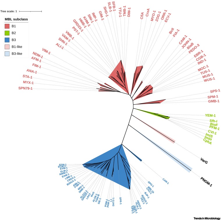Trends in Microbiology (@trendsmicrobiol) on Twitter photo Metallo-β-lactamase-mediated antimicrobial resistance and progress in inhibitor discovery
@alanmcn1 <a href="/IMIBirmingham/">IMIBirmingham</a> <a href="/SchofieldOxford/">Schofield Group</a> dlvr.it/SkGw1g Metallo-β-lactamase-mediated antimicrobial resistance and progress in inhibitor discovery
@alanmcn1 <a href="/IMIBirmingham/">IMIBirmingham</a> <a href="/SchofieldOxford/">Schofield Group</a> dlvr.it/SkGw1g