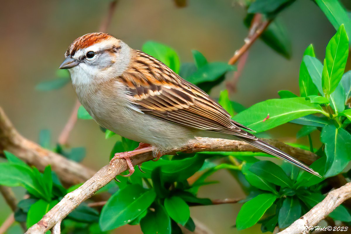 A Chipping Sparrow on a rainy afternoon.
#TwitterNatureCommunity #NaturePhotography #naturelovers #birding #birdphotography #wildlifephotography #chippingsparrow #sparrow #chippy