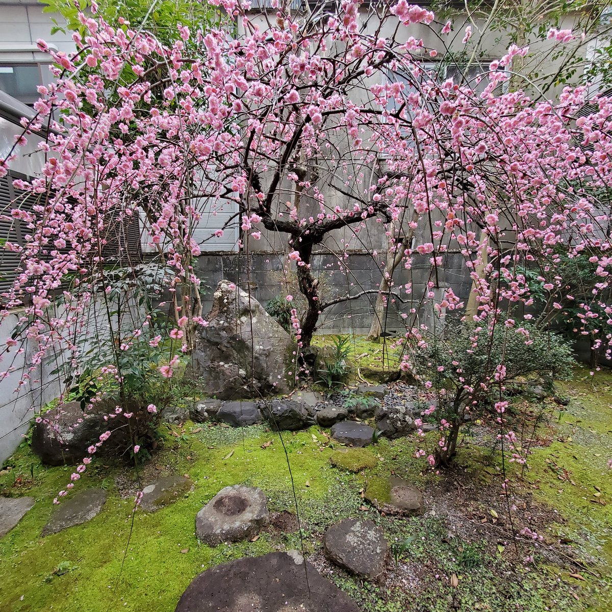 camelliakyoto's tweet photo. 🥳🎉Happy Hina Matsuri!🎎🍡

Until the Gregorian calendar was adopted, the festival was commonly known as the 'Peach Festival' (桃の節句 'Momo-no-Sekku') as these blossoms appeared at this time.

We'll have to make do with ume today😜
#雛祭り #hinamatsuri #Kyoto #京都 #Japan https://t.co/2B5mdzkiYE