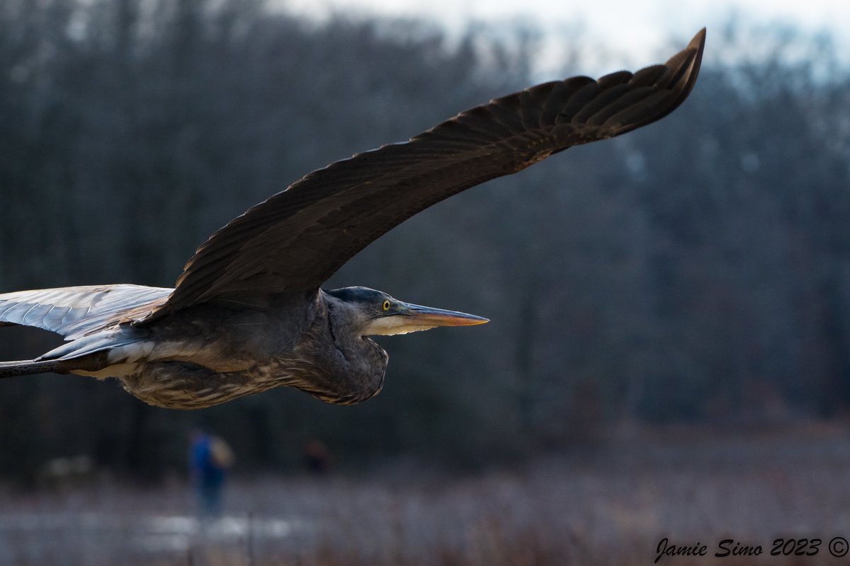 frontrangebird's tweet image. Welcome, Spring! - mailchi.mp/frontrangebird…