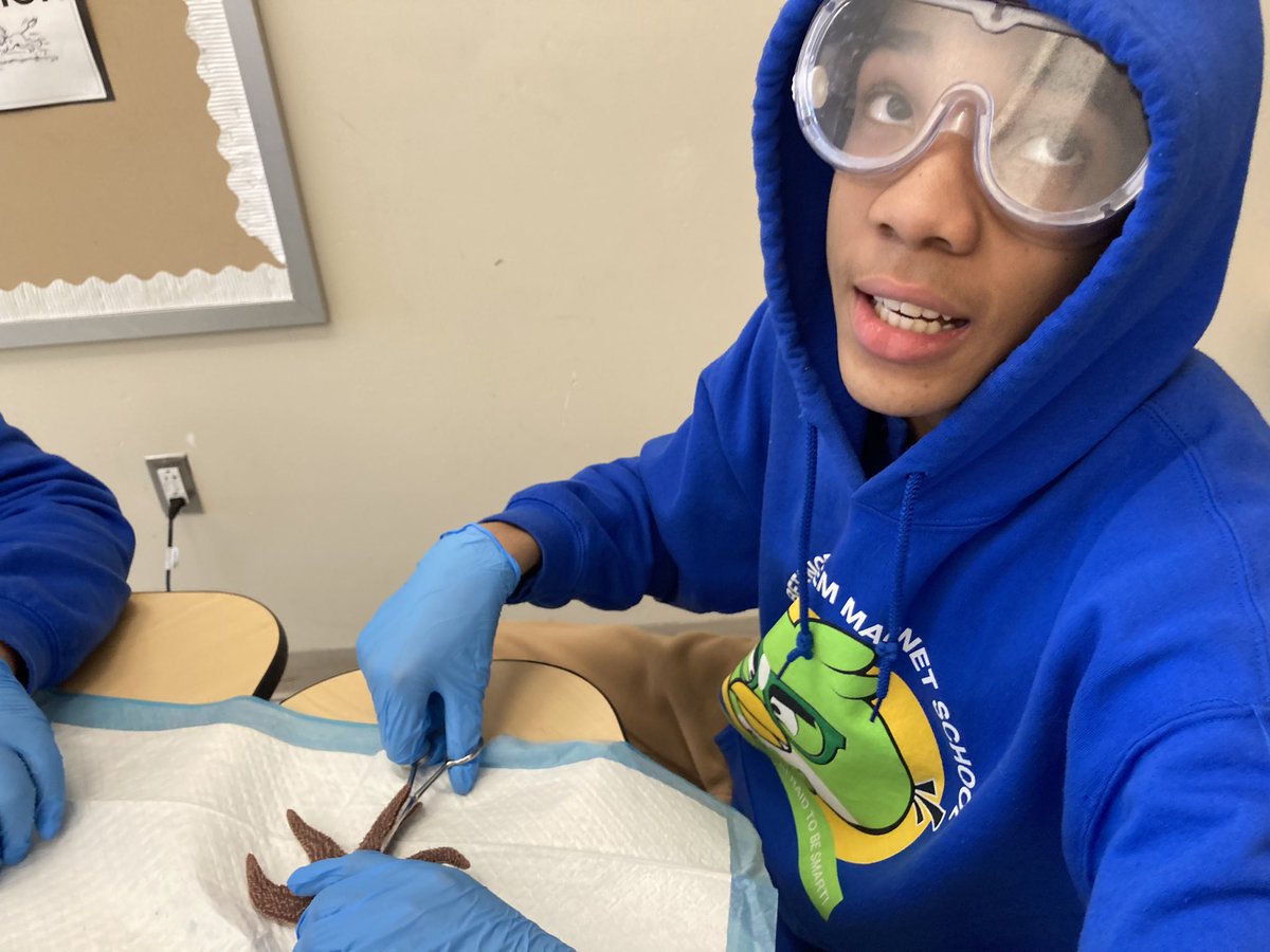 BSTEM6thGrade's tweet photo. Sea star dissection! https://t.co/JWljmezm75