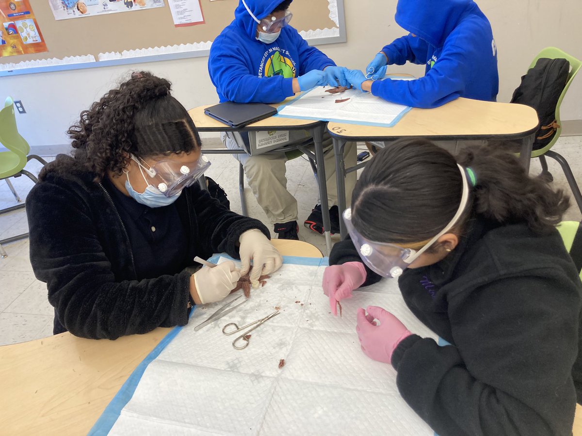 BSTEM6thGrade's tweet photo. Sea star dissection! https://t.co/JWljmezm75