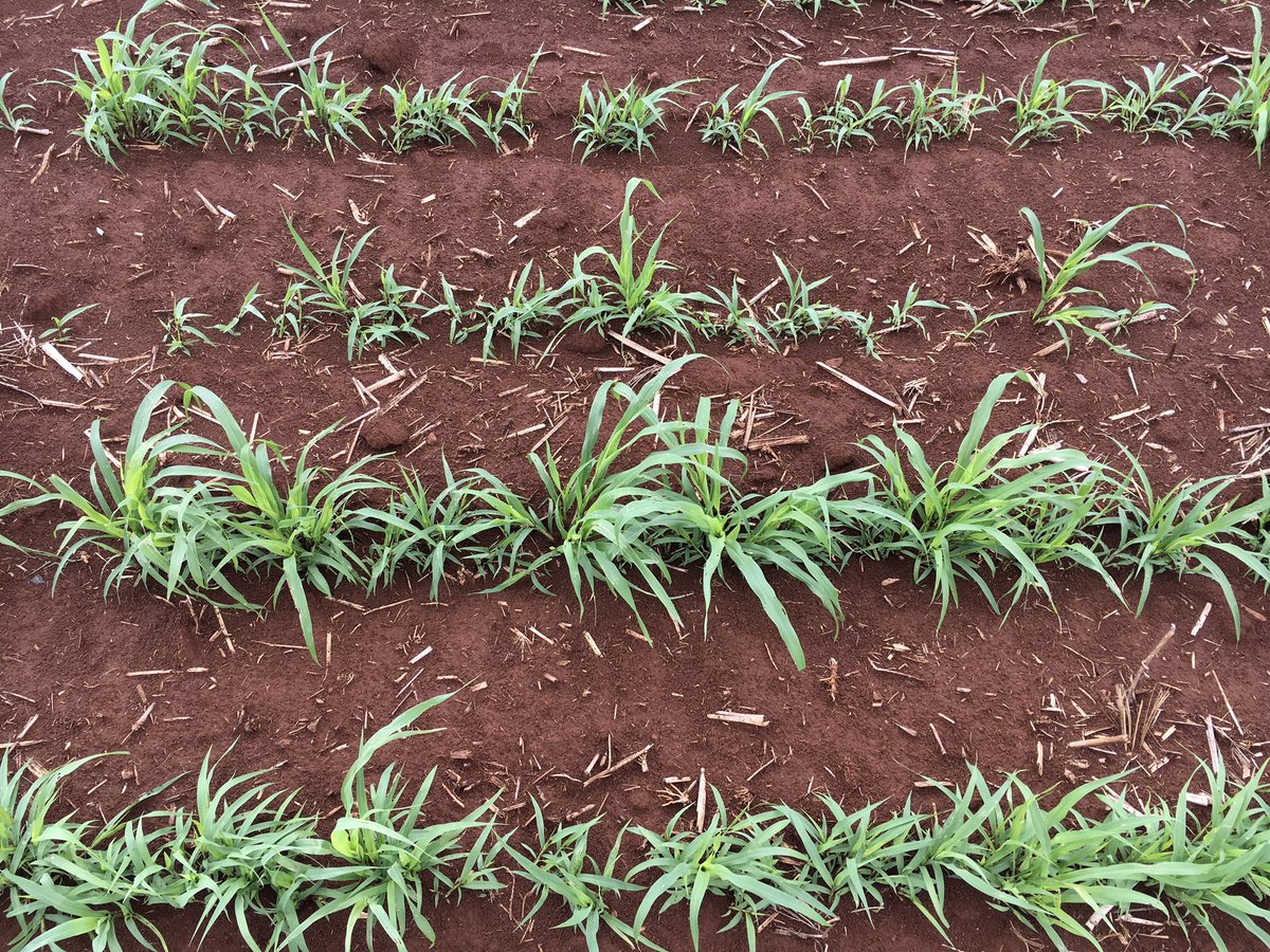 TroppoAgro's tweet photo. Tri-species millet (pearl, Siberian, red panicum) cover crop looking to go to peanuts next season, planted a little later than ideal but last nights 40mm will get it going #begapeanuts #covercrop #aussienuts https://t.co/DgPitw68SR