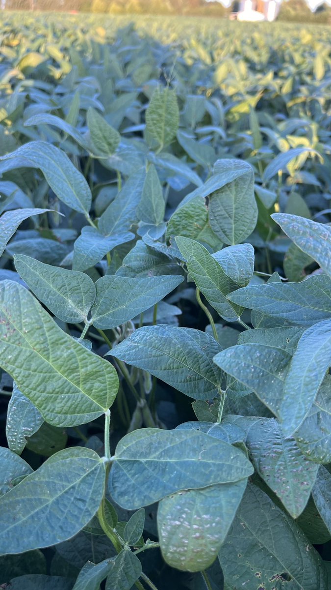 MagaliSuppo's tweet photo. Con Lucia de @AGDagro fuimos a recorrer un lote con #Virantra vs un testigo químico aplicados ambos hace 35 días, en Alejo Ledesma, Córdoba. Los resultados están a la vista ! 🙌🏻💪🏻 @Syngenta_ar https://t.co/DPZjQLAwNj