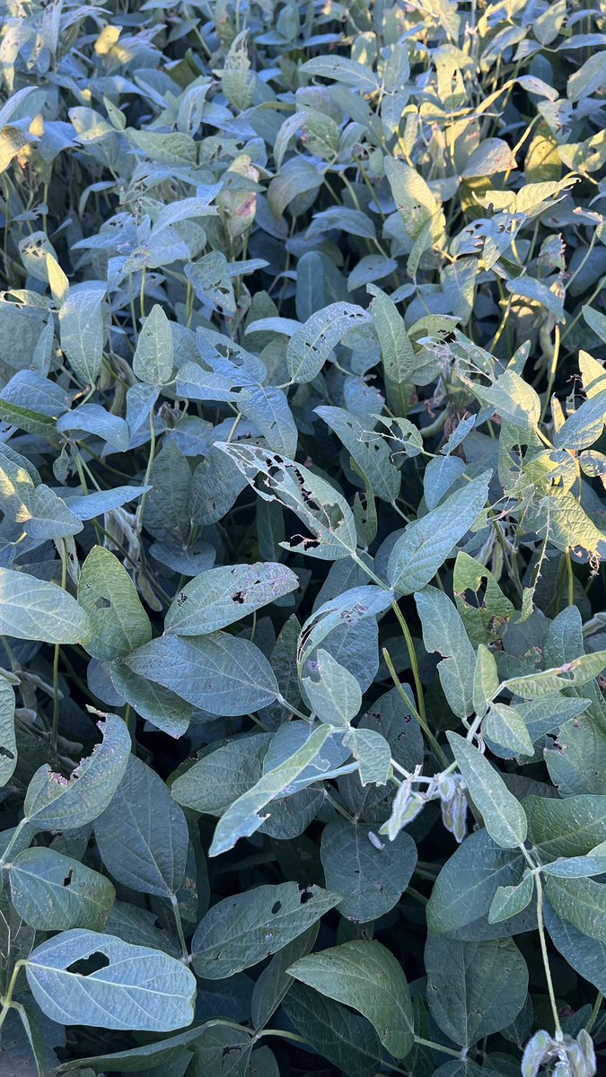 MagaliSuppo's tweet photo. Con Lucia de @AGDagro fuimos a recorrer un lote con #Virantra vs un testigo químico aplicados ambos hace 35 días, en Alejo Ledesma, Córdoba. Los resultados están a la vista ! 🙌🏻💪🏻 @Syngenta_ar https://t.co/DPZjQLAwNj