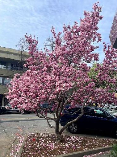 conta.cc/3J9XUdy
It's time to read The Scuttlebutt!  Get all the important information on upcoming events here at WCYC!
#saintpatricksday #crabs #vivaespana #paella