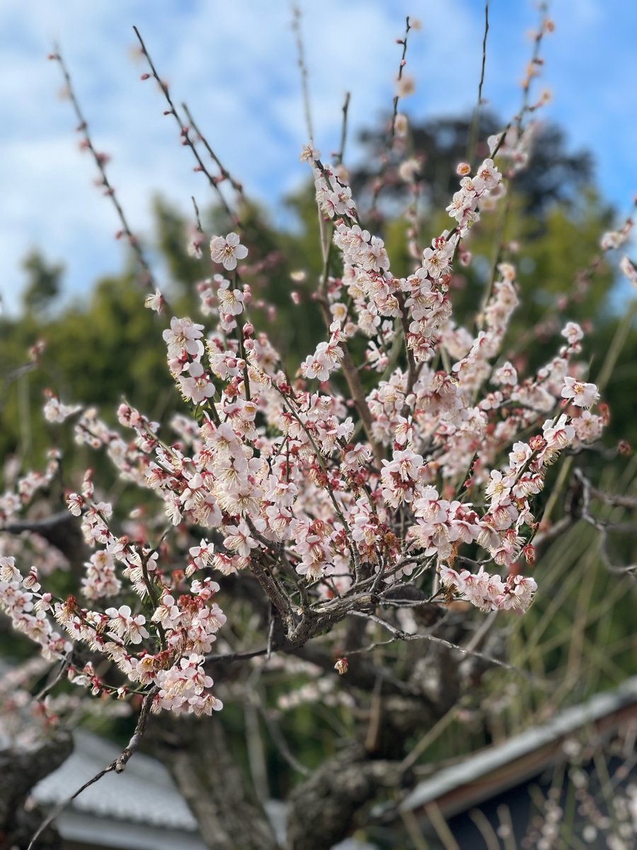 弥生3月は古くから「花見月」とも言われ、梅や桜に代表される木々が花咲く時期でもあります。
　当社境内には梅や桜、特に桜については八重桜の大木や幼木ではありますが枝垂桜も芽吹き始めています。
　ご参拝時、境内各所で春を感じていただければ幸いです。
#桜 #梅 #八重桜 #枝垂桜 #花見月