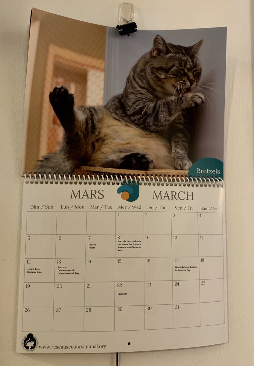 New month means a new cat, welcome Bretzels!