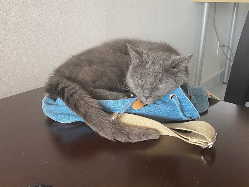 Boogie? Adopted! 🥹