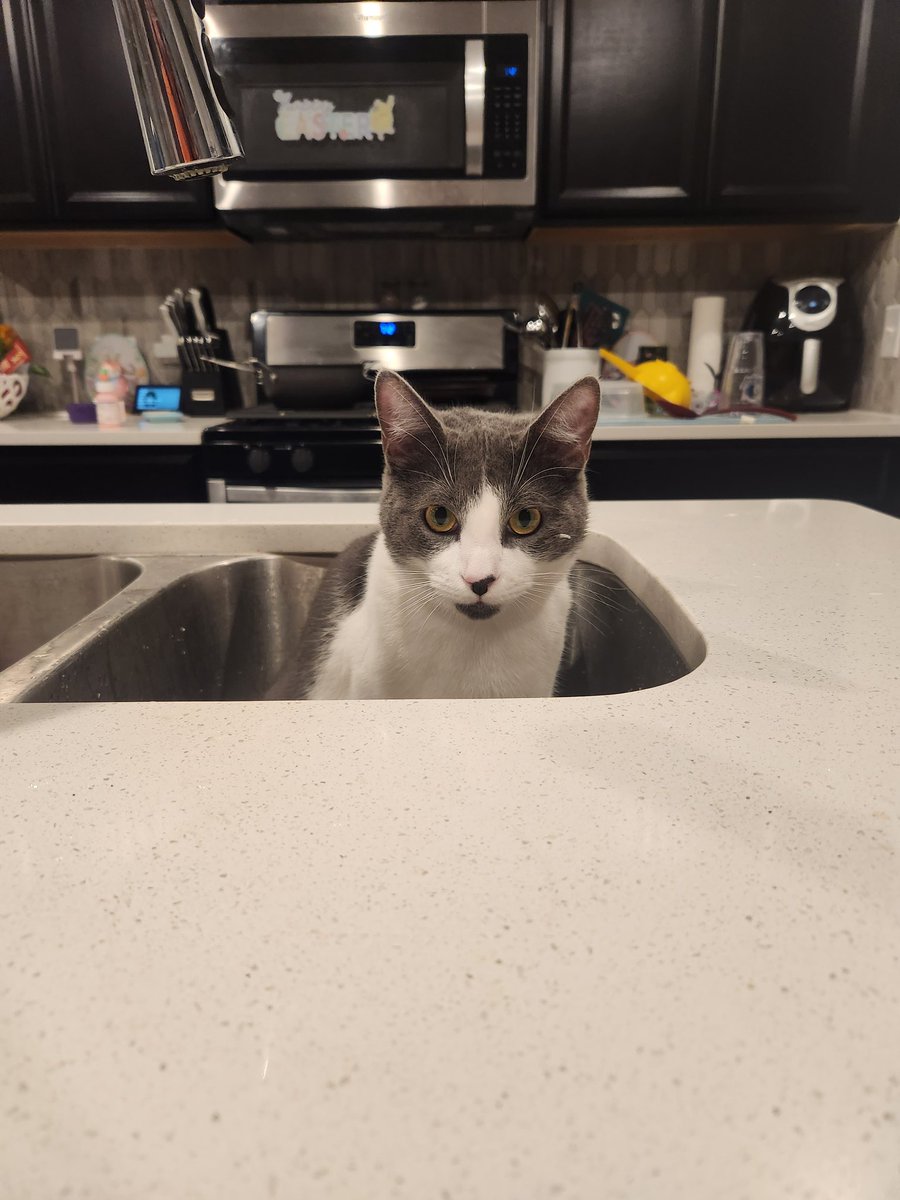 MrRikerMeow's tweet photo. Cat in his natural habitat. 

Wait.... https://t.co/iJCbWdPCFZ
