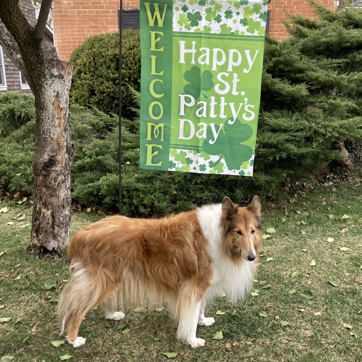 CollieCrusader's tweet photo. ☘️ 🙈 Today’s #stpatricksdaycountdown has a #blooperalert as we know the flag should read #StPaddysDay and not St. Patty’s Day! 😅
#checkthedictionary #proofreaderneeded #roughcollie https://t.co/YCx1EaSGnc