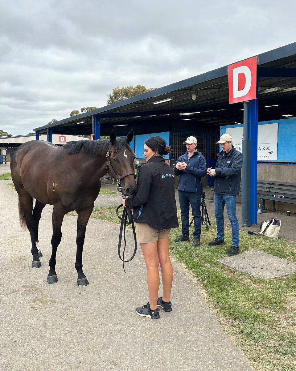 Clarke Bloodstock and Cunningham Thoroughbreds take on #inglispremier sale 🐎