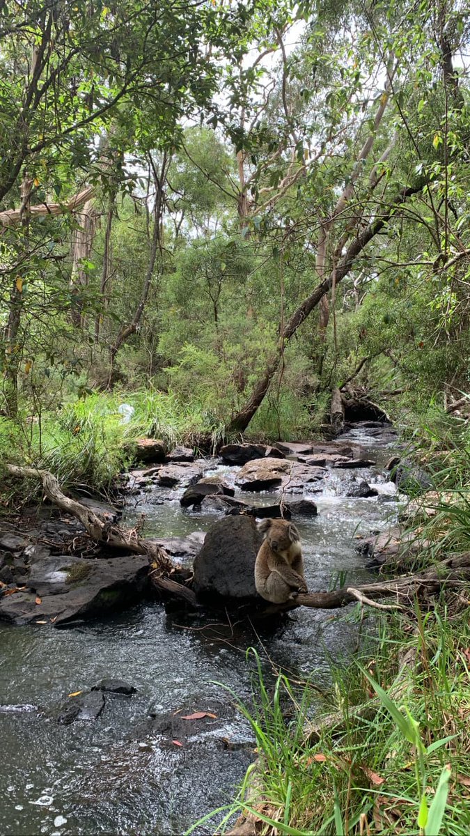 👀 Spotted: Koality control at Main Creek while our crew work nearby. Today on #WorldWildifeDay we're celebrating the worlds wild animals &amp; plants &amp; the partnerships that are building a better, more sustainable future for Melbourne today, tomorrow &amp; generations to come #WWD2023