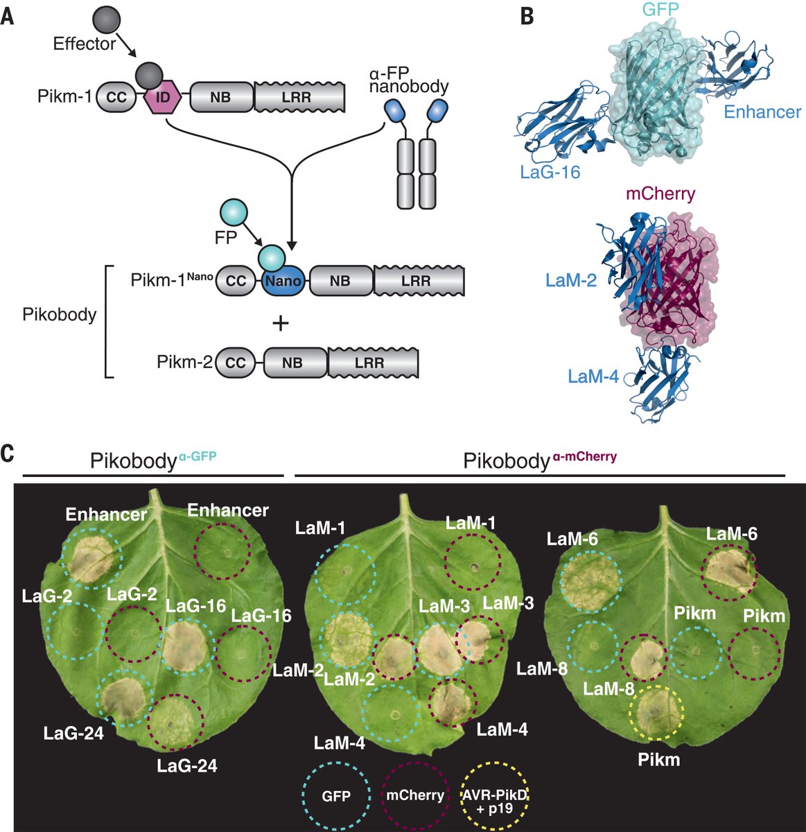 NLR immune receptor–nanobody fusions confer plant disease resistance @ScienceMagazine 
science.org/doi/10.1126/sc…