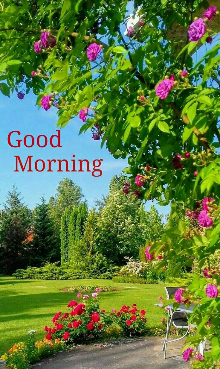 Top 999+ good morning garden images – Amazing Collection good morning garden images Full 4K