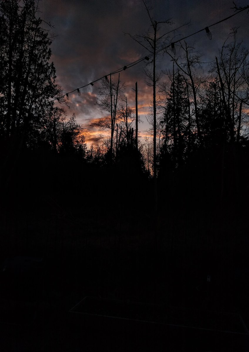 introvertedpnw's tweet image. Today was Bruce's 6th birthday. I thought of him, especially while drinking tea. Who knew that saying goodbye to a dog friend could be so hard.