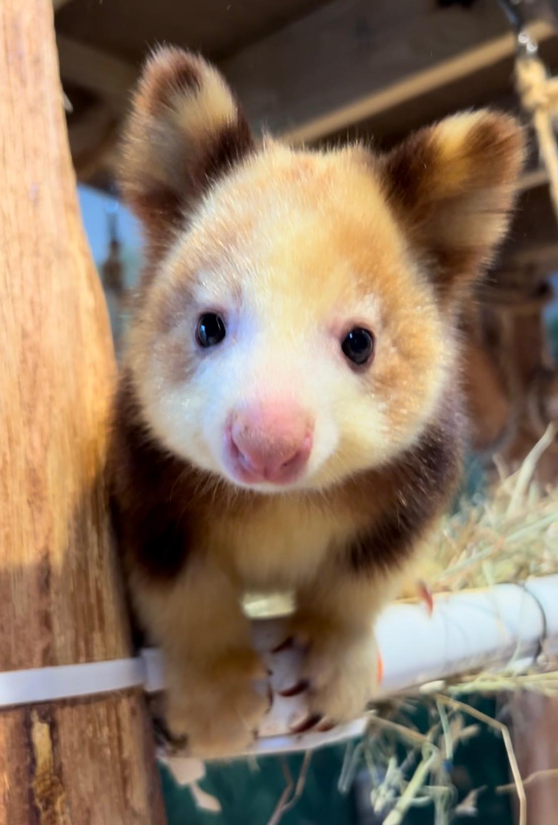 Roger Williams Park Zoo on Twitter: "This may be our cutest baby tree  kangaroo update yet... beware, your heart might melt \U0001f979 We can\