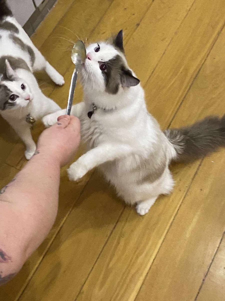 mooniemoonkitty's tweet photo. NOM NOM, SPOOM TASTE GOOD! #kittensoftwitter #CatsOfTwitter #kittenontwitter #fluffykitten #fluffycat #whitefluffykitten #indoorcat #brightoncat #dinnertime #DinnerWithAView https://t.co/snY40coLJp