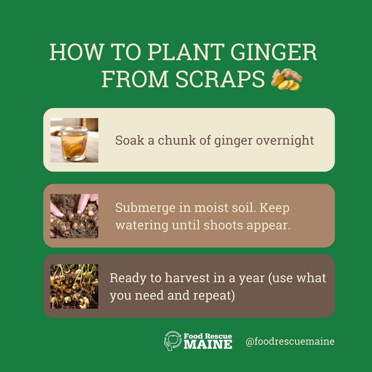 Have you ever had a ginger chunk? We know you have, so don't throw it away. It's time for you to grow your own food and it's also a way to save money.

Save this post to begin planting ginger and later harvesting your own produce!