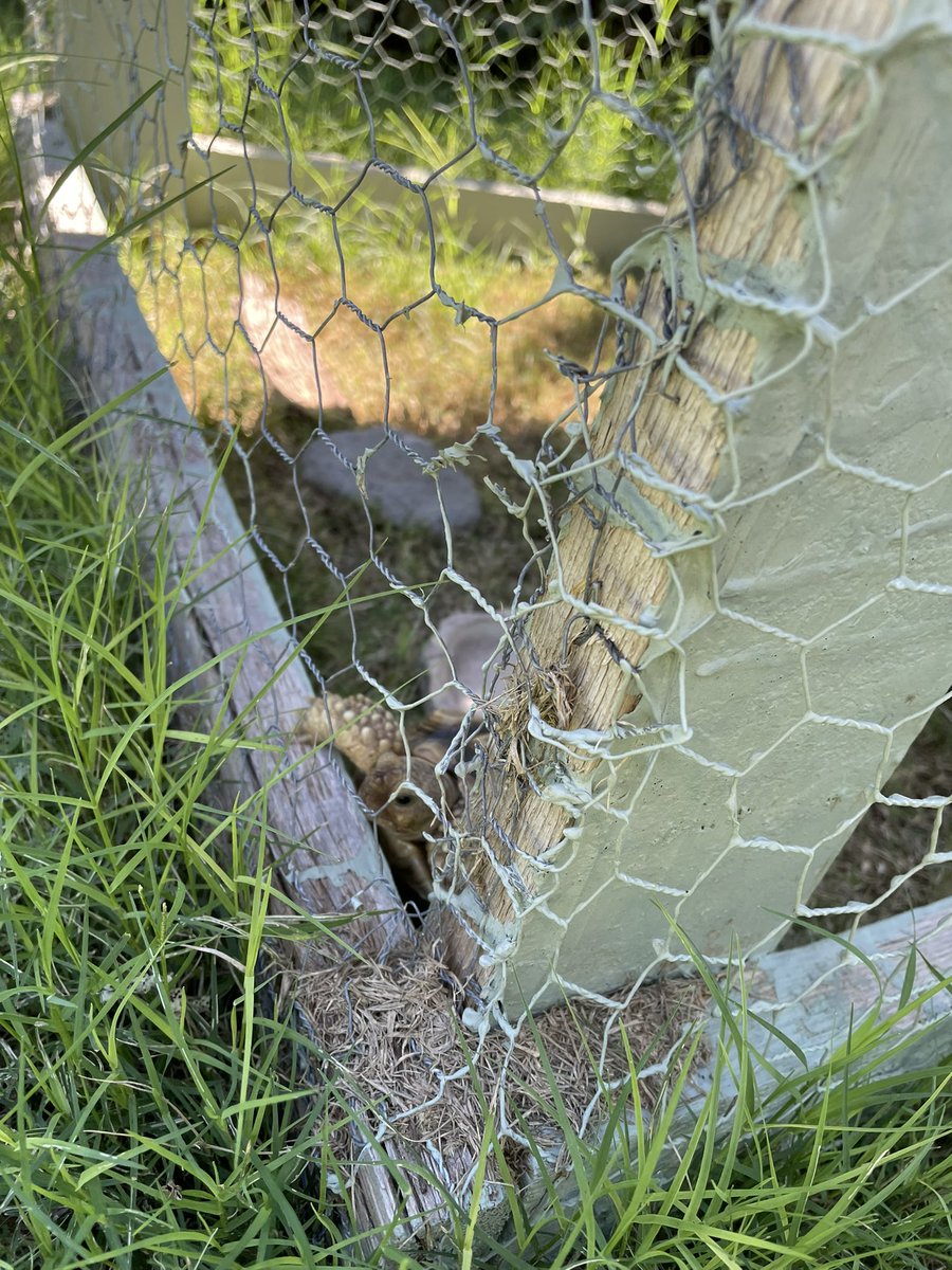 Hum_farting's tweet image. letig  me.  out  now!