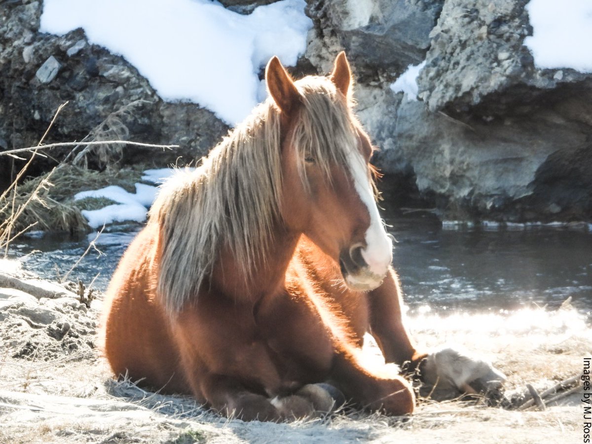 WHLMwildhorses's tweet photo. Beautiful Wild One, I caught you napping in the sun. I promise to do my best to protect you so you can have many more lazy days, to live your life free. There is an army of us fighting for you #whlm #freewildhorses #keepwildhorsesfree #haltthehelicopters #nvmustangs #WildHorses https://t.co/ngBk67y5lC