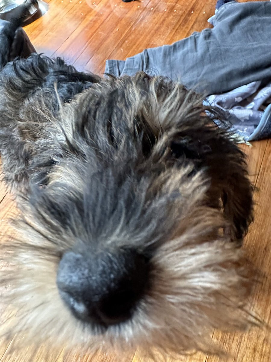 Katy Barnett tweet media