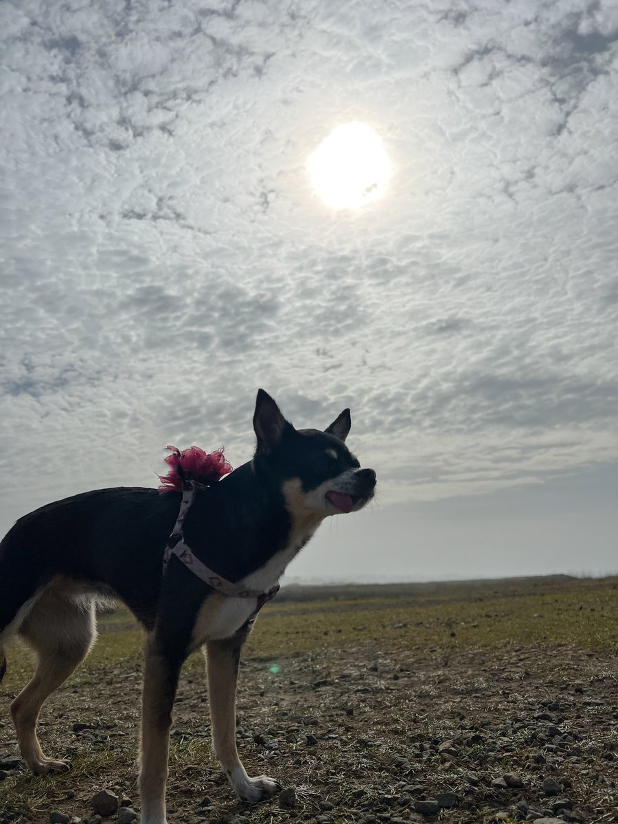 The most amazing winter day on the coast <a href="/PointCabrillo/">Point Cabrillo Light Station State Historic Park</a>  #PupsAtThePoint