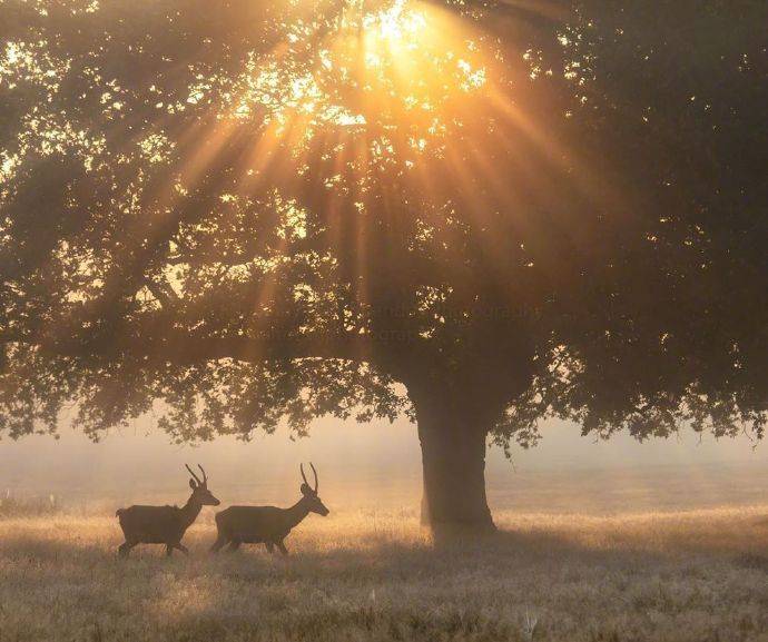 ViVi Tong tweet media