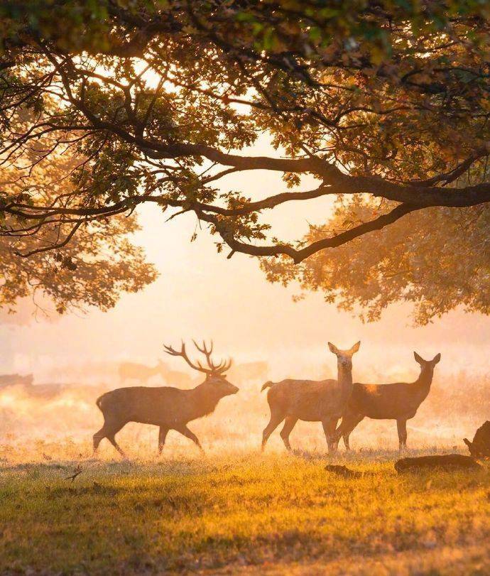 ViVi Tong tweet media