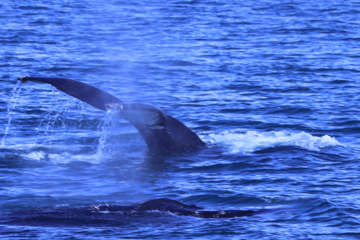Beautiful Snowcap Mountains surrounding #MontereyBay this past weekend!  And there were some #whales too..
#seagoddess #SeaGoddessWhaleWatch #seagoddesswhalewatching #Whalewatch #whalewatching #whalewatchingtours #TeamSeaGoddess #NorthernCalifornia #whale #California #Humpback