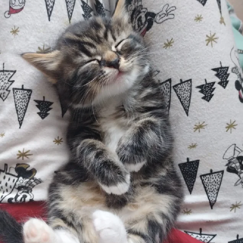 😻